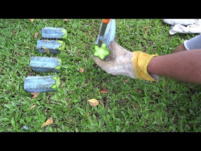 Cactus Propagation - Pilosocereus