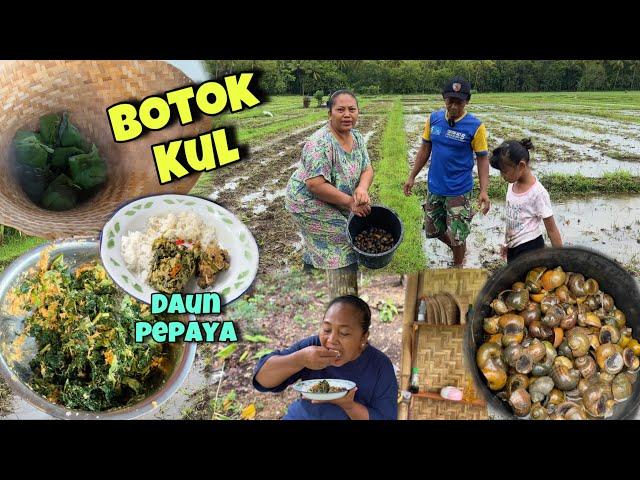 BOTOK KUL DAN BOTOK DAUN PEPAYA || PENCARIAN KUL SAWAH ⁉️