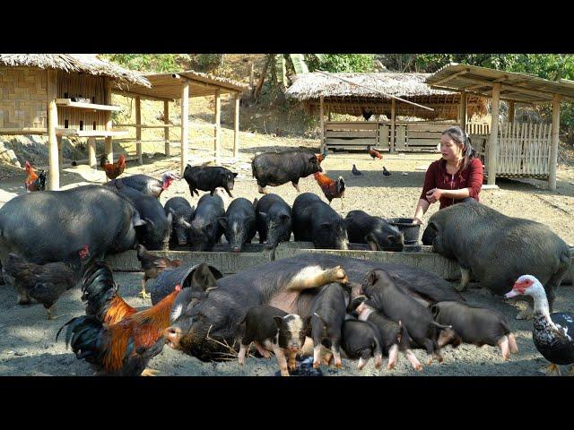 "Welcome 5 1 month old Piglets - Harvesting Cauliflower to Sell at Market | Trieu Mai Huong".