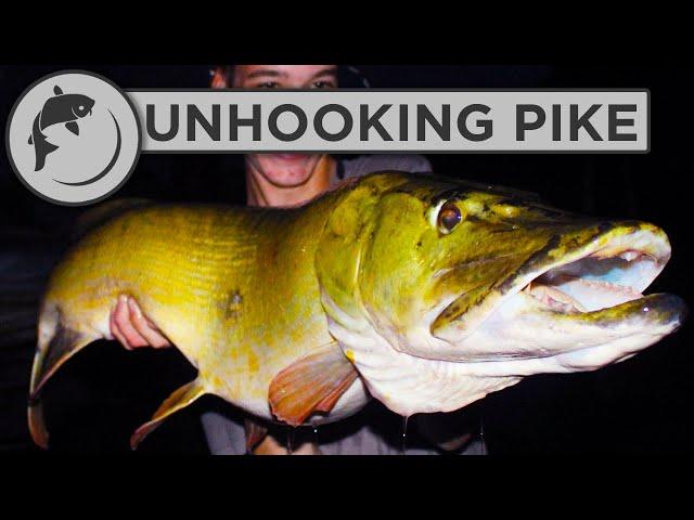 How To Handle and Unhook Pike