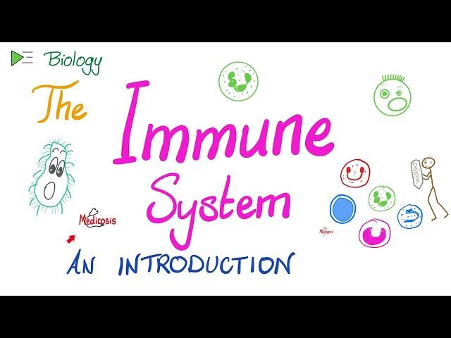 The Immune System - An Introduction - Types of Immunity - Immunology Playlist