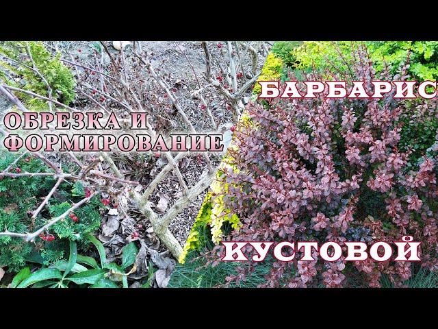 Обрезка и формирование кустовых барбарисов.