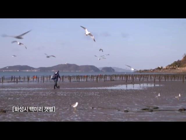 OBS 경인TV ID - 화성시 백미리 갯벌