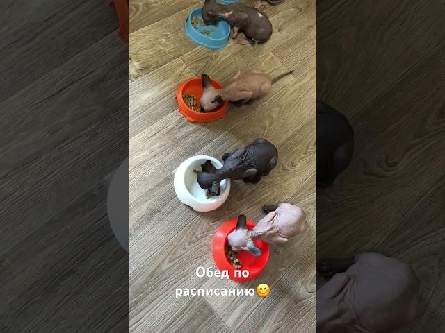 Сфинксы - это любовь с первого взгляда