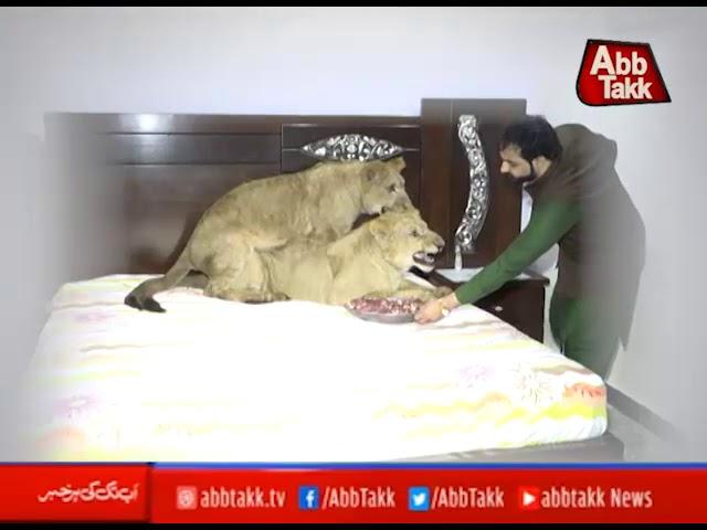 Pet lions in Pakistan Report Umair Ali Khan