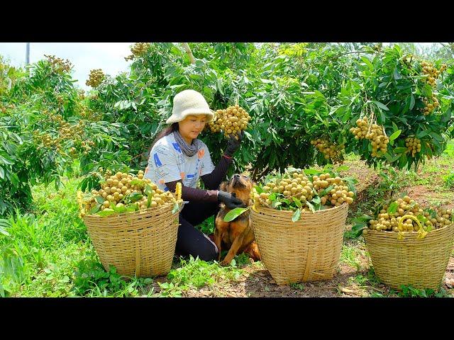 Full Video: Harvesting  Longan Hill Goes  To Market Sell | Farm | Tieu Lien