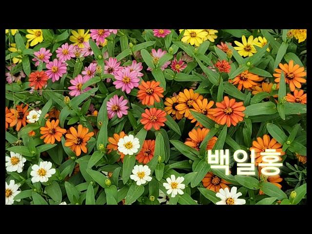 삼형제농원 꽃과함께  봉성리  한강노을빛