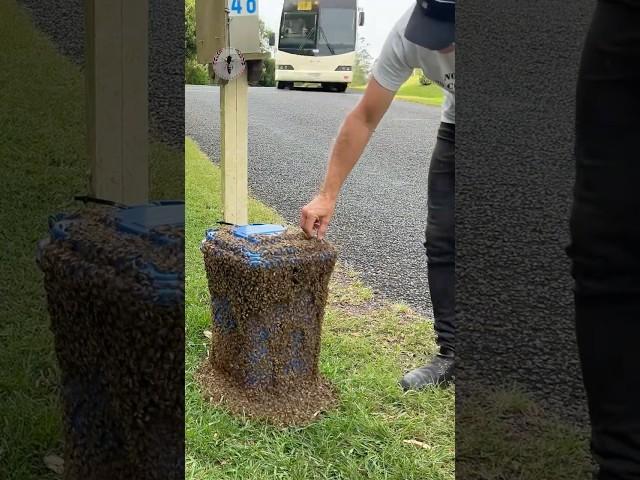 Bin Bees Find New Home #beeswarm #beerescue  #beekeeping