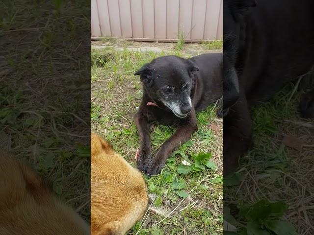 Собака матерится человеческим голосом  #shorts #собака  #юмор #dog #животные #ялюблюсобак #humor