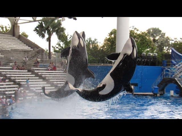 Orca Training Session (7/20/19)