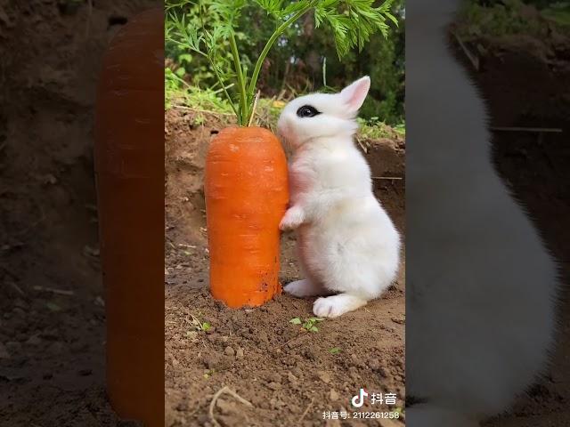 Smart rabbit 