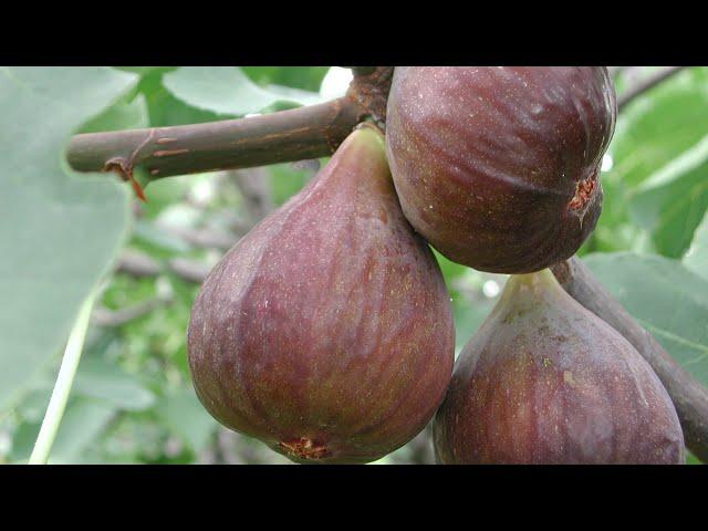 The Fig Tree and its Significance in the Bible