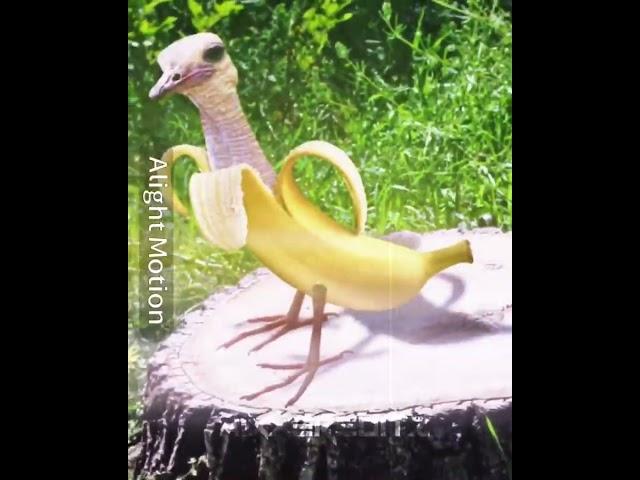 BANANA BIRD