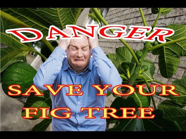 Danger! watch this before your fig tree dies! Dangerous Pests for your fig tree.