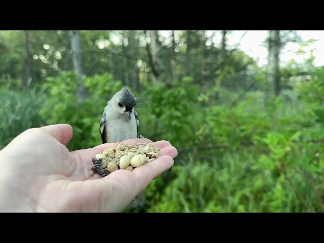 Hand-feeding Birds in Slow Mo - Tufted Titmice