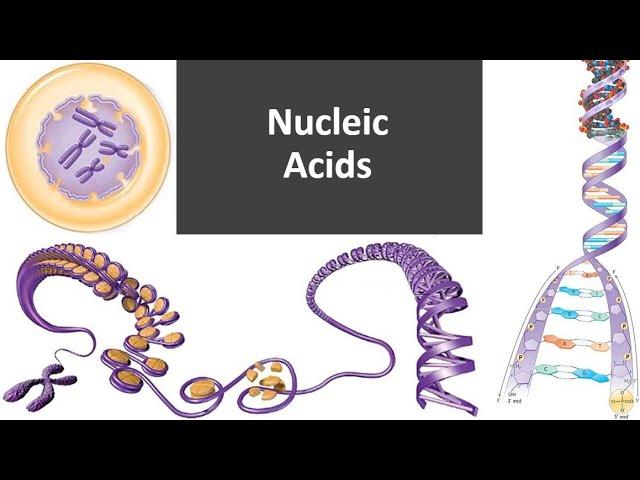 Nucleic Acids