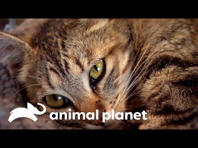 Veterinarios cuidan a gatita y a sus cachorros | Dr. Jeff, Veterinario | Animal Planet Latinoamérica