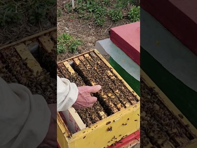 Семья стартер-воспитательница готова #пчеловодство #bee #beekeeper