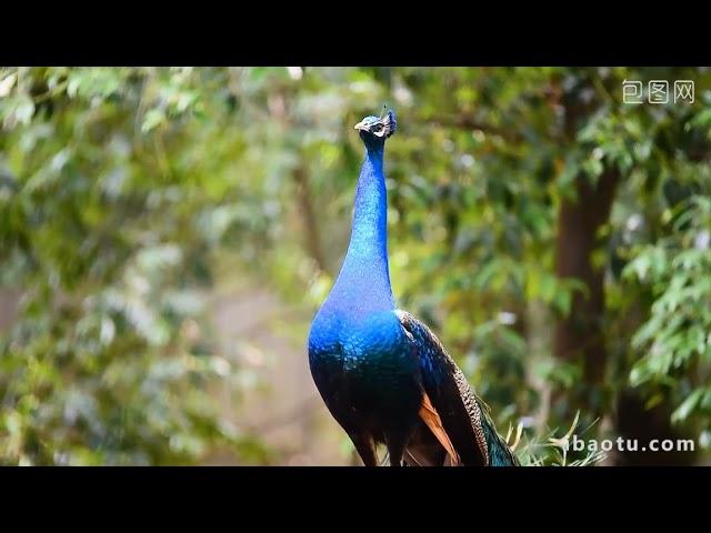 Burung merak dan kucing kucing lucu