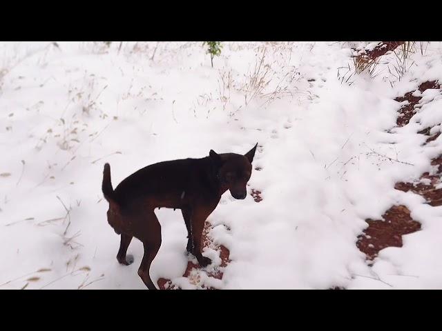 Chinese dog ｜ 唐狗对主人忠心耿耿，下大雪也来迎接，中华田园犬真神犬