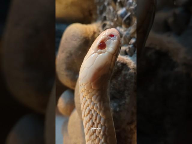 Rare and deadly, Albino Cobra.