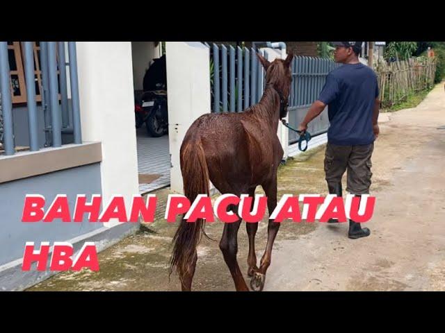 BETINA BAHAN kuda pacu atau hba