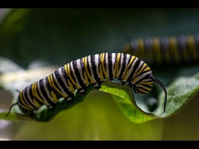 Milkweed & the Monarch Butterfly Life Cycle