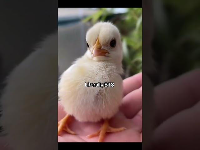 بتس / ركزولي على غمزة جين