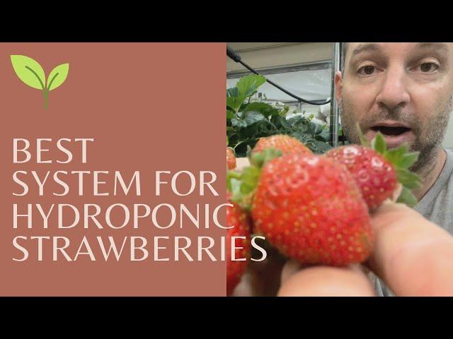 Growing hydroponic strawberries