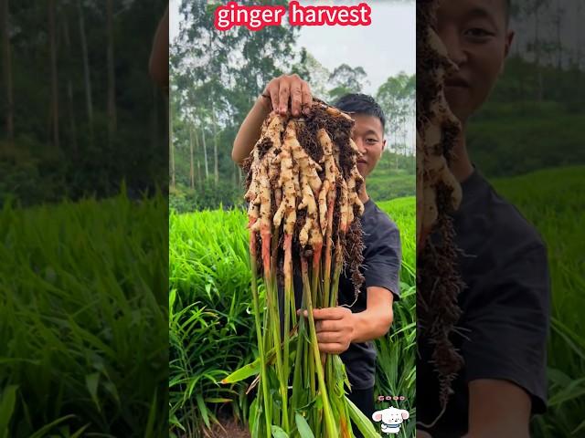 Ginger planting big reveal, pull out, easy harvest。    生薑種植大揭秘，一拔就出，輕鬆收穫