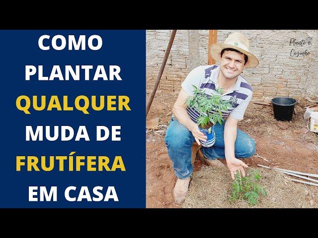 DICAS PARA PLANTAR MUDAS DE ÁRVORES FRUTÍFERAS NO QUINTAL E PRODUZIR FRUTAS ORGÂNICAS (Ep106)