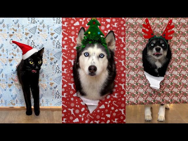 Husky Poses Like a Professional Model! How to Make VIRAL PHOTOS of Dogs And Cats in Wrapping Paper