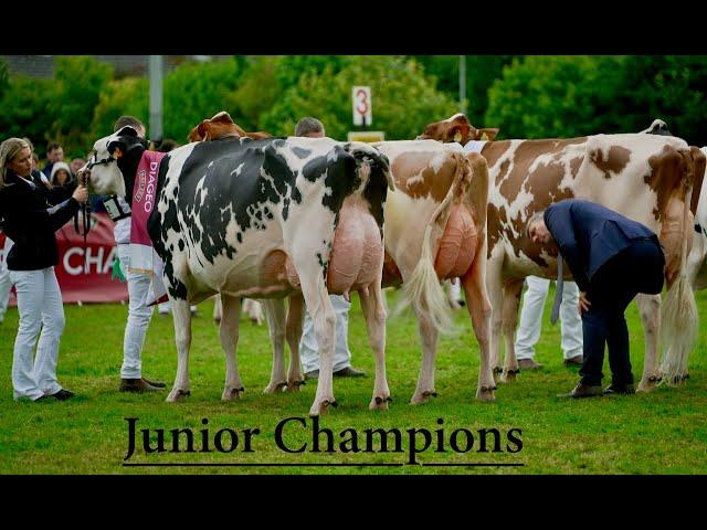 Bailey's Closer look at Slatabogie's Champion Heifer & Markus taps out his Champion Junior Holstein.