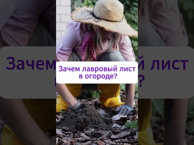 Зачем закапывать лавровый лист в огороде?  #огород #дача #рецепт #сад