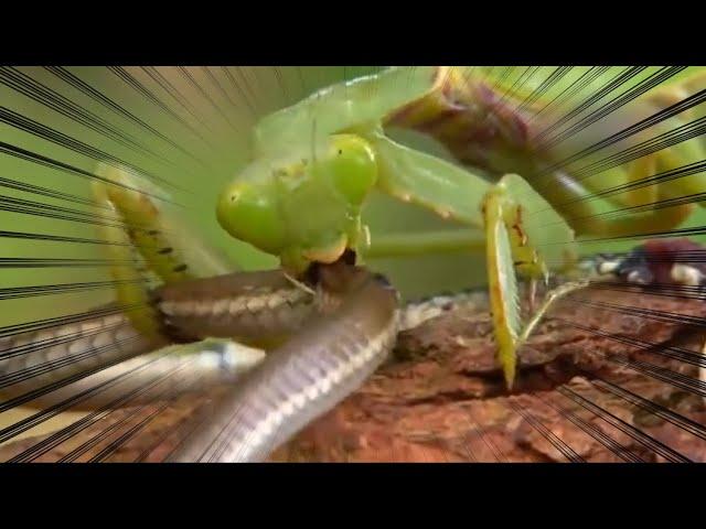 '사마귀'의 싸움실력 이 영상으로 종결시키겠습니다 (잔인함 주의!!)