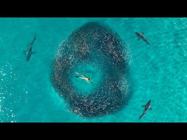 World's Most EPIC Bait Migration...Florida Mullet Run- Catch Clean Cook