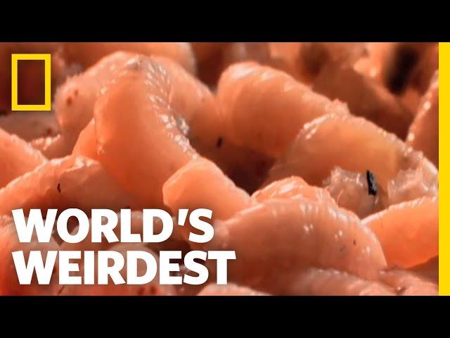 Flies and Maggots | World's Weirdest