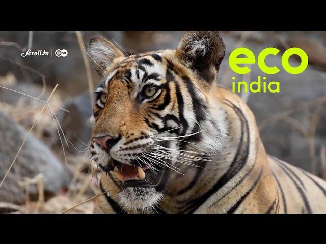 Eco India: What is Madhya Pradesh doing right to save and protect the tiger?