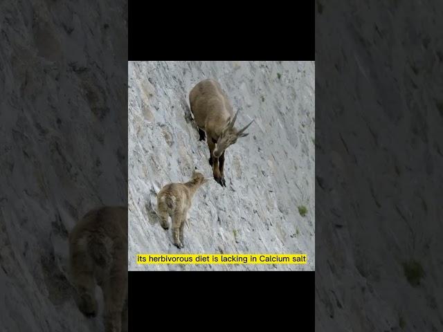 Alpine ibex defies gravity to lick salt 