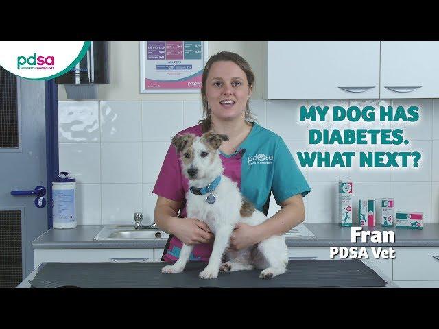 My Dog Has Diabetes. What Next?: PDSA Petwise Pet Health Hub