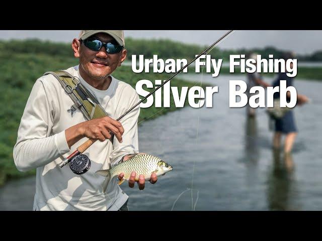 Urban Fly Fishing for Silver Barb in Malaysia (Pancing layang lampam besar di bandar)