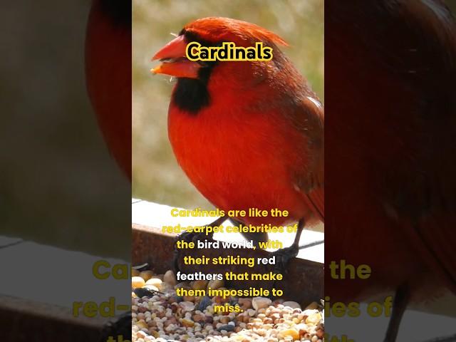 Cardinal facts #wildlife #cardinals #animals #nature