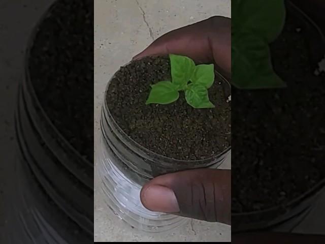 Installing Self watering system for plants #shortsviral #selfwateringsystem