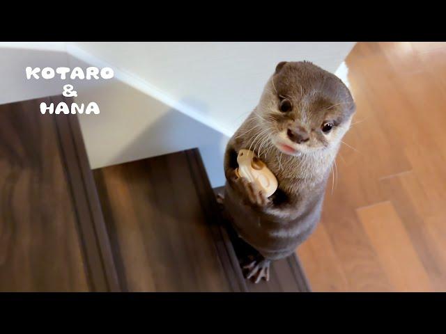 Otter Carries His Little Friend Up The Stairs with One Paw