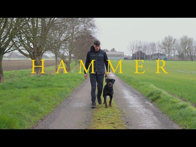 Hammer the Rottweiler - Family Protection Dog