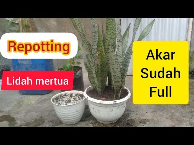 Cara Memindah Pot Tanaman Hias Lidah Mertua - Repotting Pot