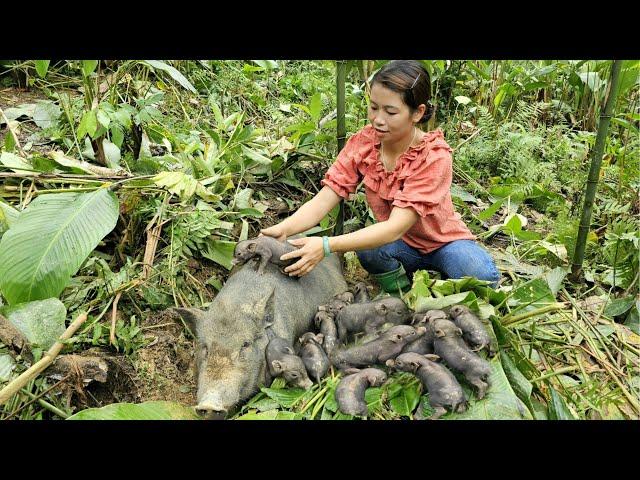 How to cook pig bran and take care of my newborn pig - Phùng Thị Chài