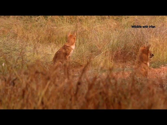 Wild dogs get panic by the Tigress passing through their area.