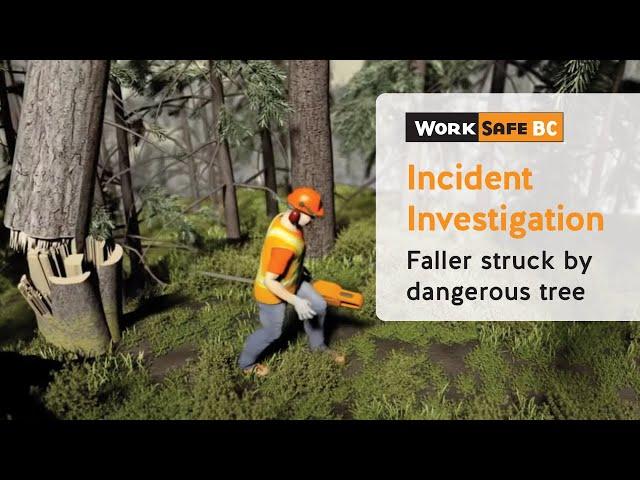 Incident Investigation: Top of Dangerous Tree Strikes Faller | WorkSafeBC