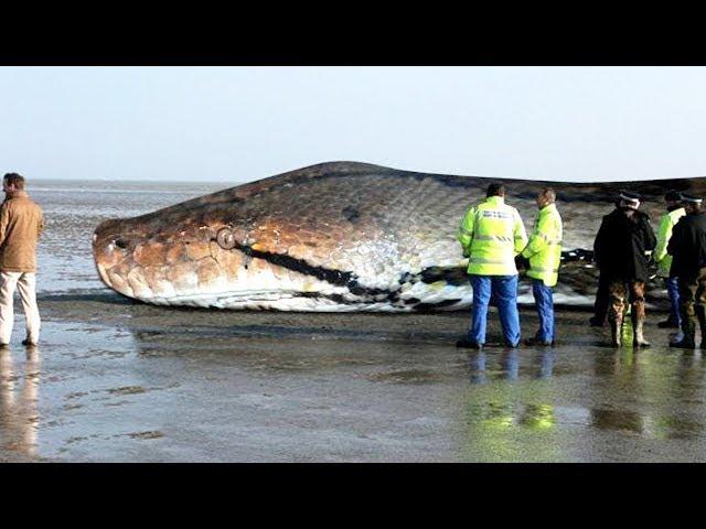 The BIGGEST SNAKE Ever !  TITANOBOA